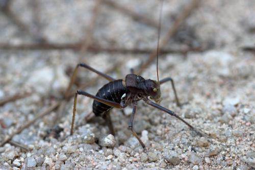 Réf. 347 853 : Neocallicrania selligera